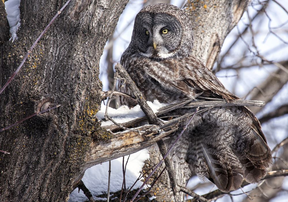 Great Gray Owl, Manitoba, Canada