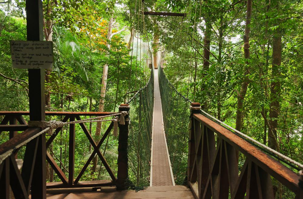 Canopy Walkway, Taman Negara