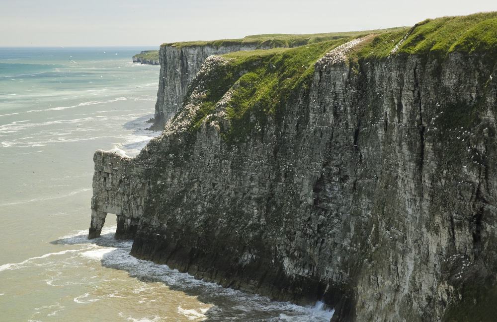 Bempton Cliffs