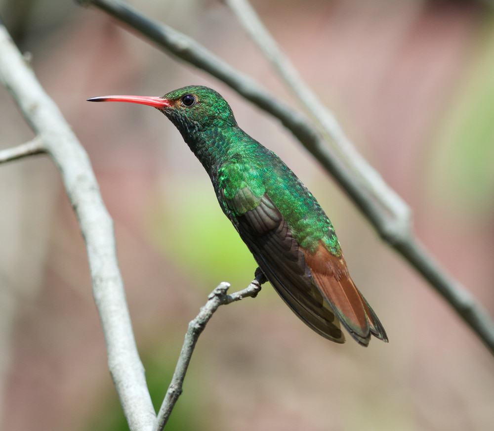 Humminbird, El Jardin Encantado