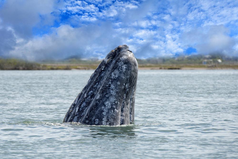 Whale Watching