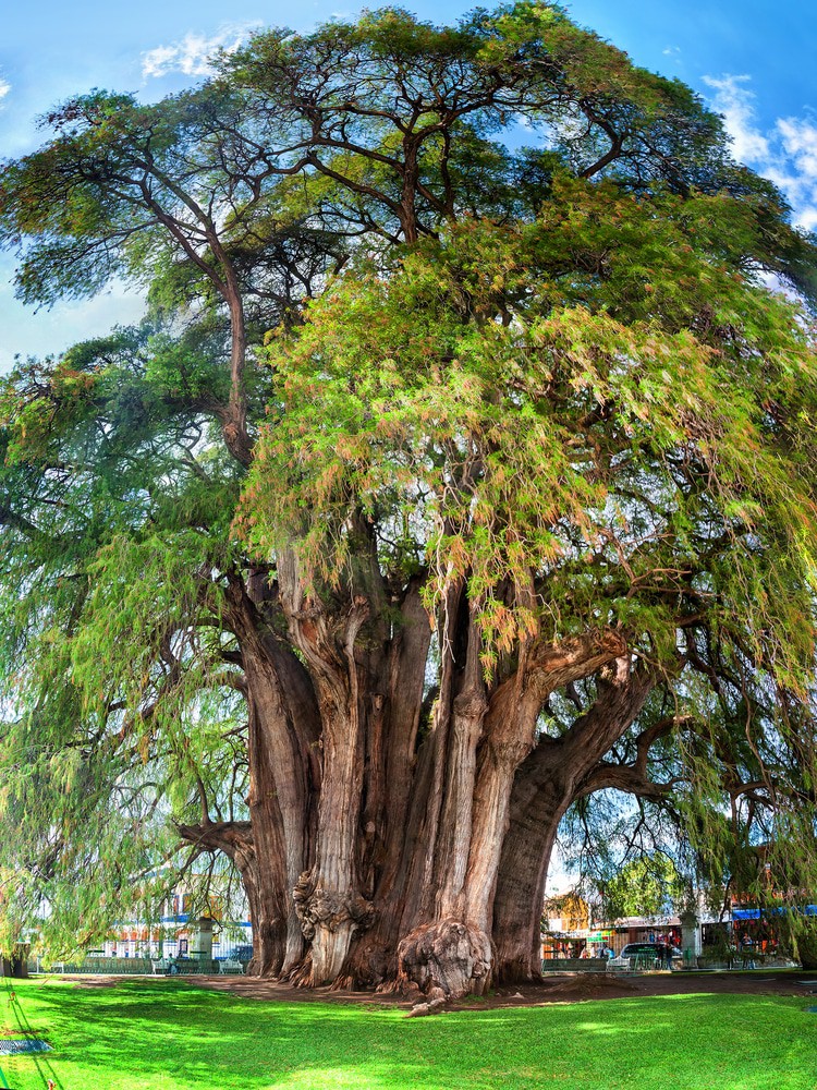 Árbol del Tule