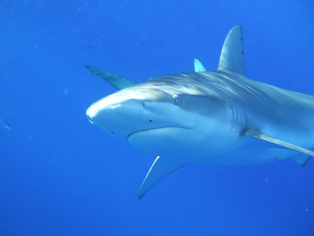 Honolulu Shark