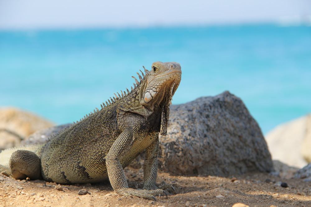 Iguana Beach, Renaissance Island