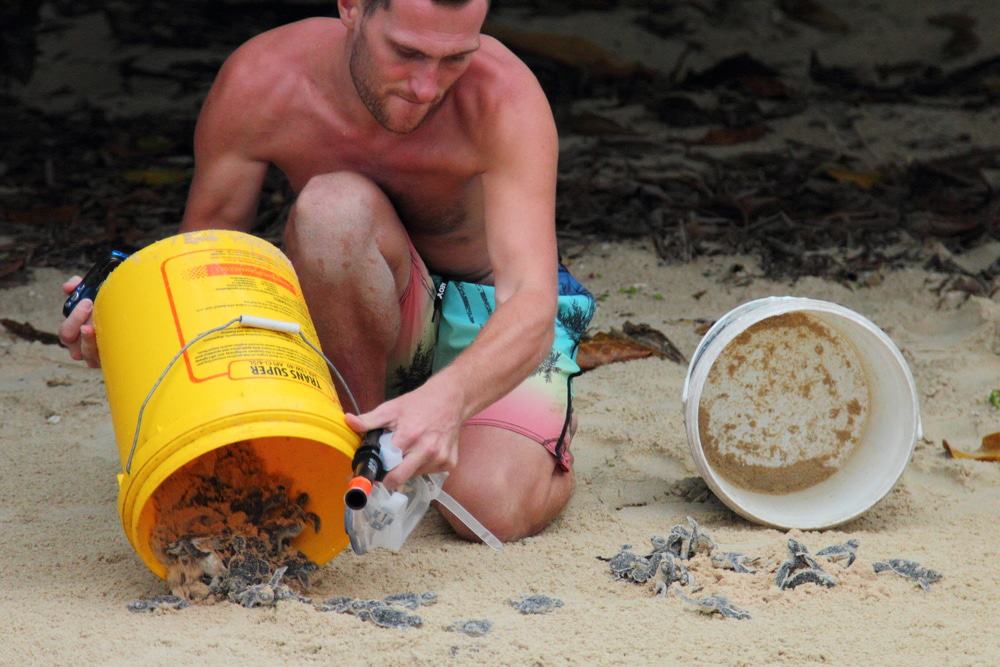 Volunteer Releasing Hatchlings, Perhentian Islands