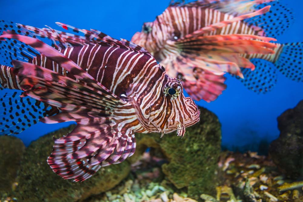National Oceanographic Museum of Vietnam, Nha Trang