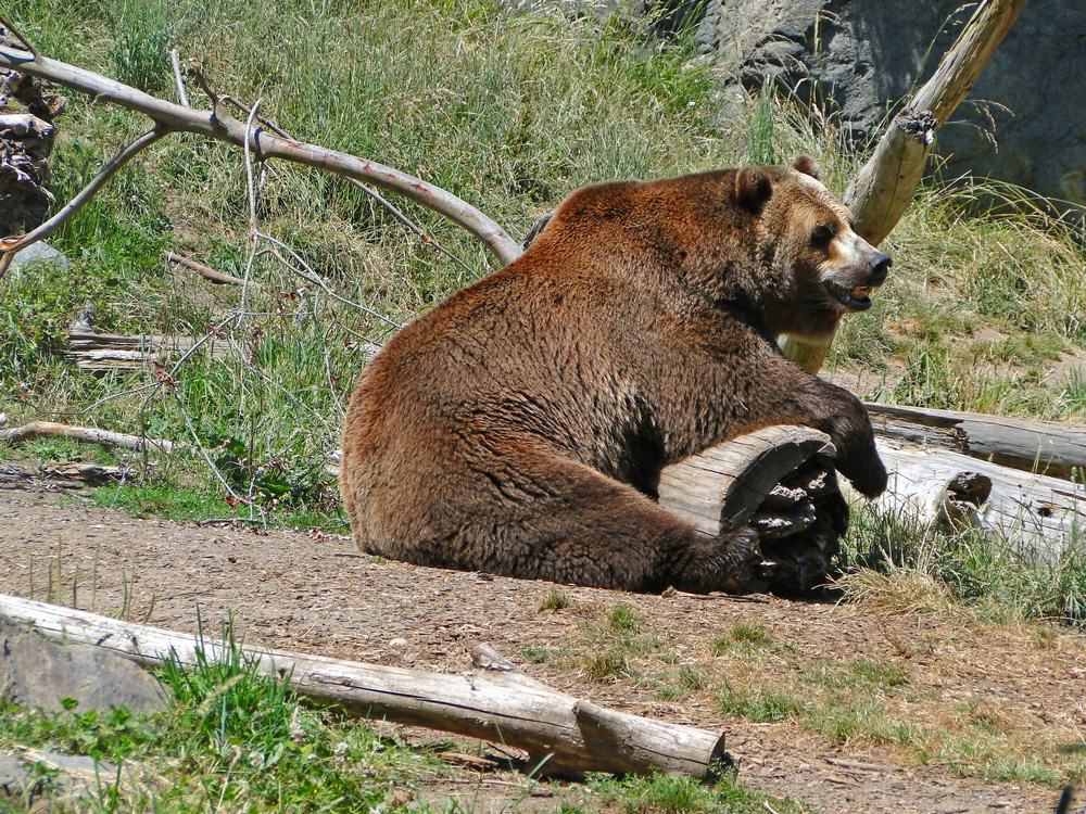 Woodland Park Zoo