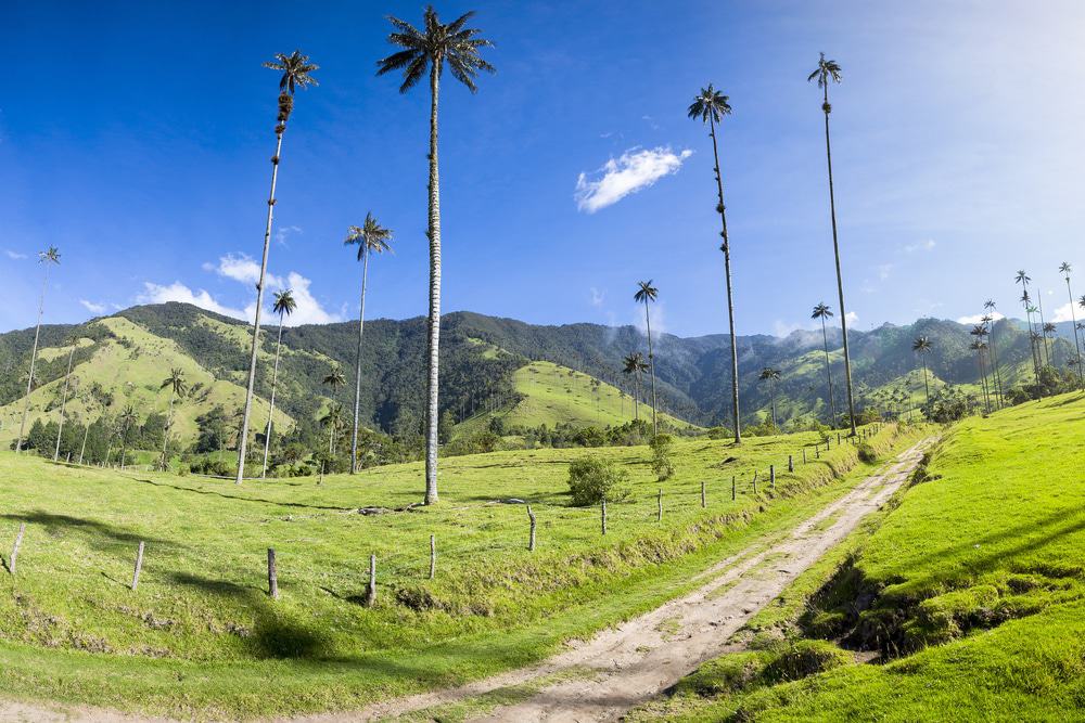 Valle de Cocora