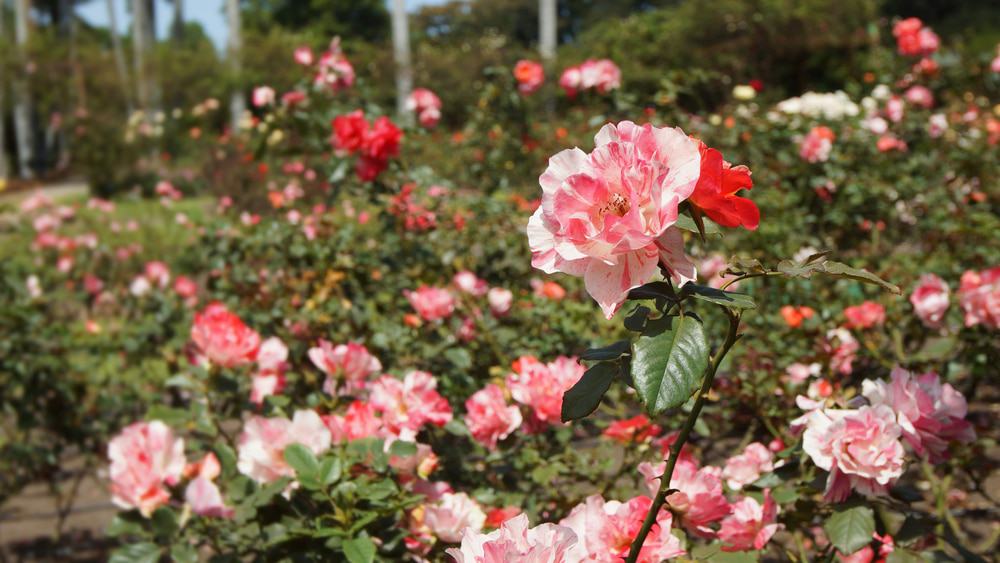 Botanical Garden, Bogota