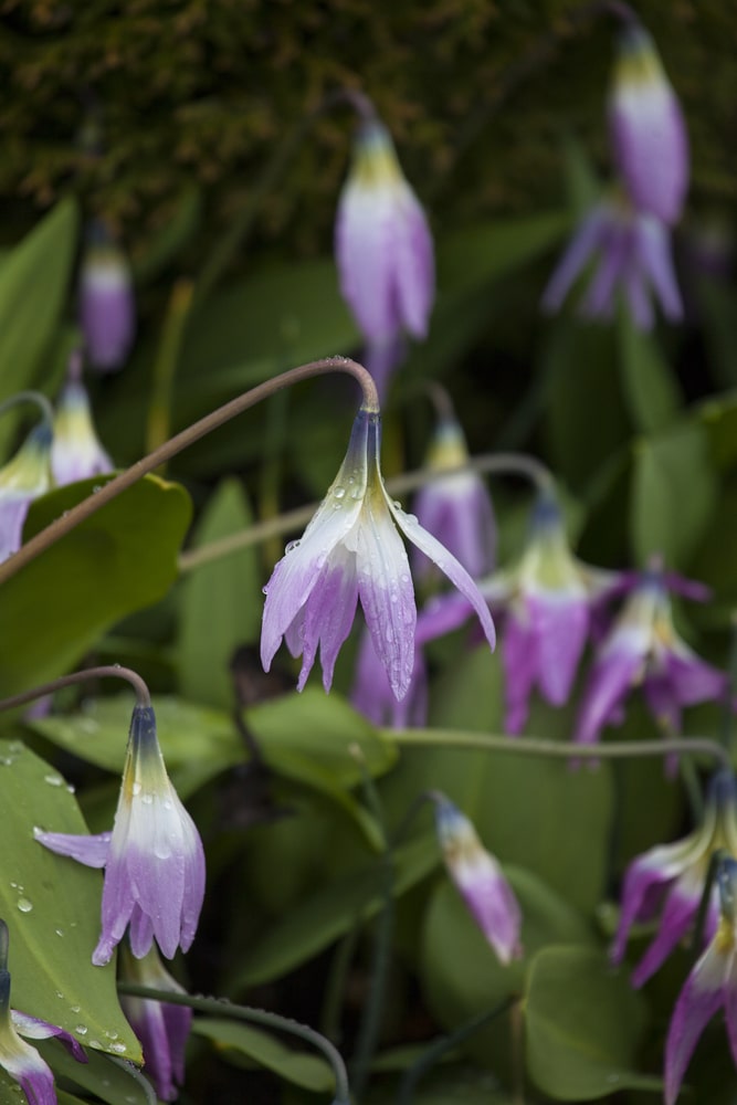 Arctic-Alpine Botanical Garden