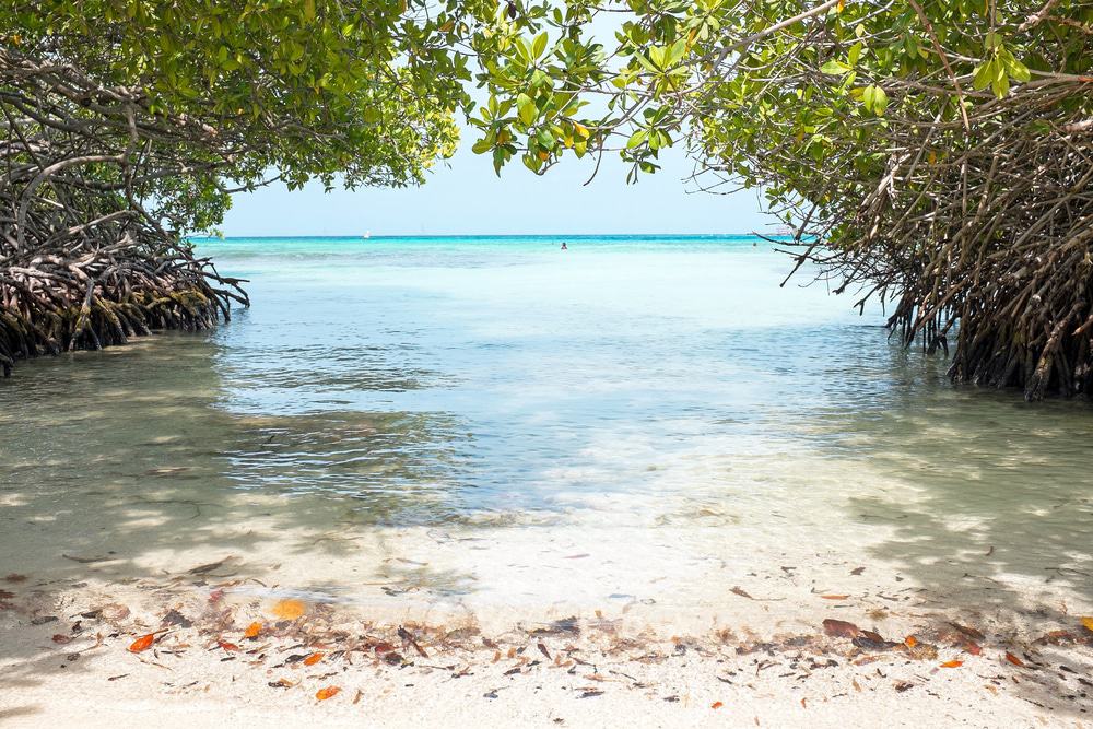 Mangel Halto Beach