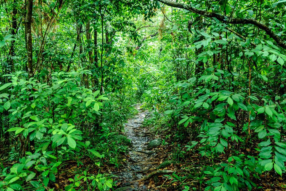 Jungle, Perhentian Islands
