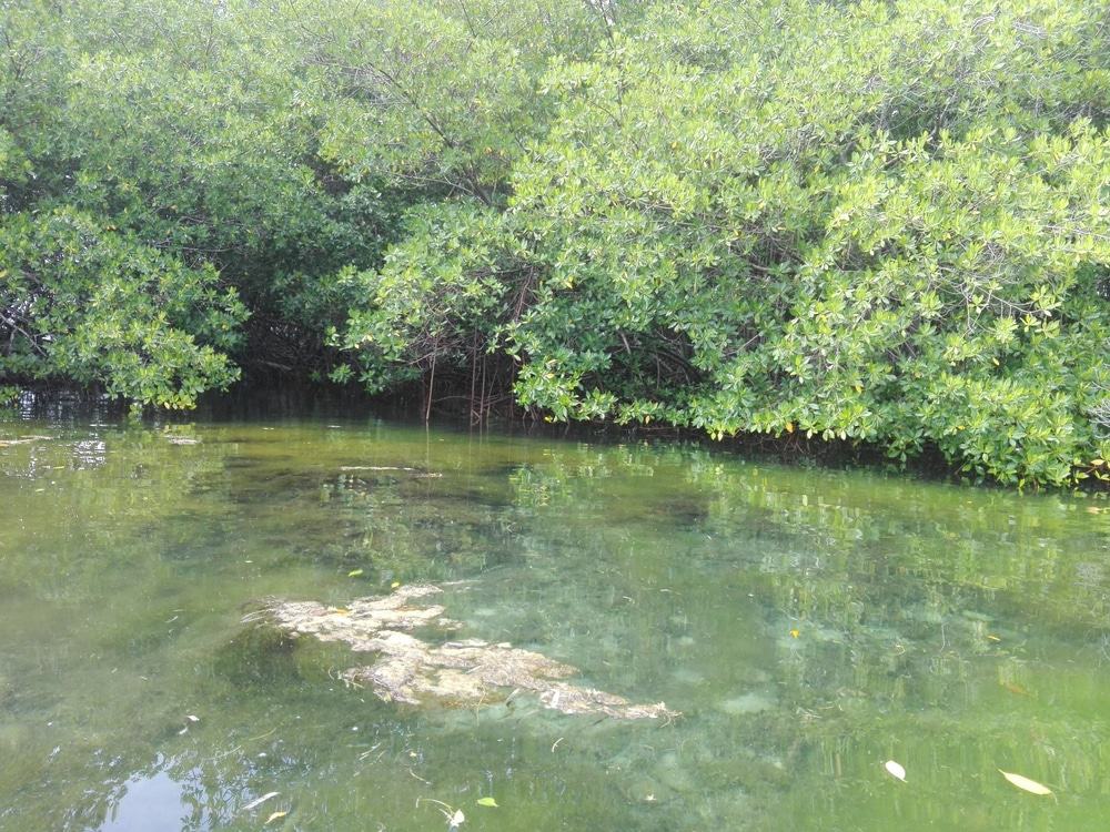 Mangroves, San Andres