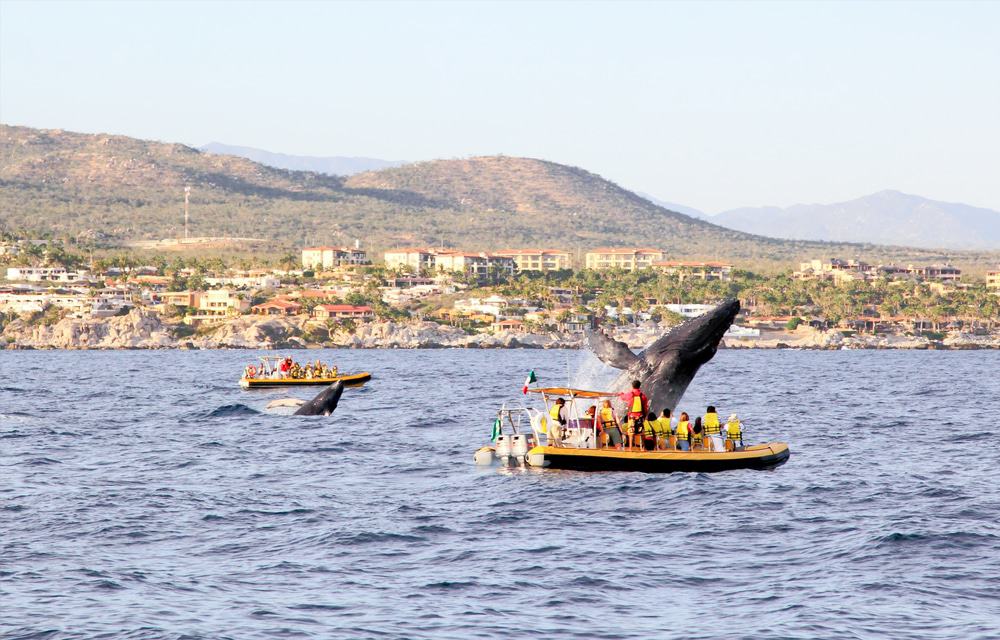 Whale Watching