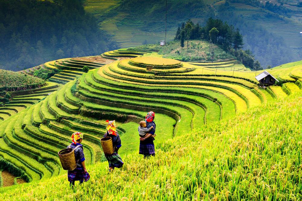 Rice Field near Sapa