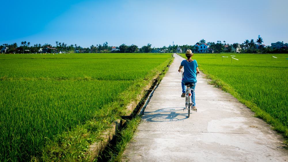 Hoi An Rice Fields
