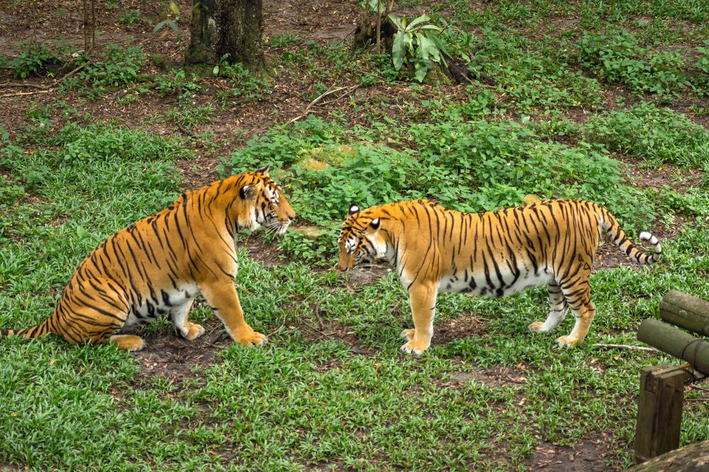 Johor Zoo, Johor Bahru