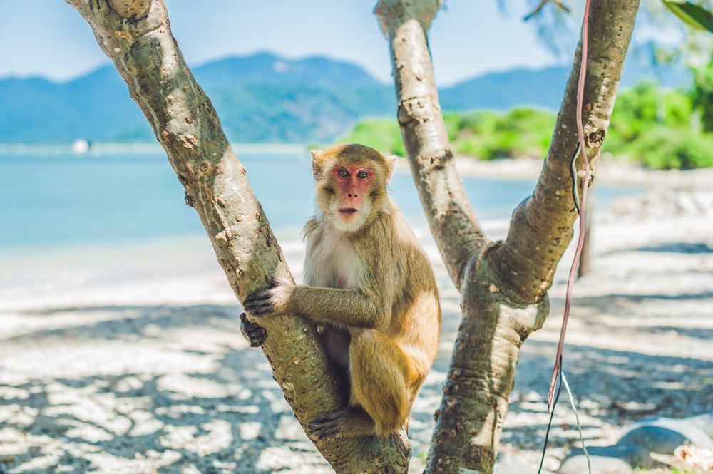 Monkey Island, Nha Trang