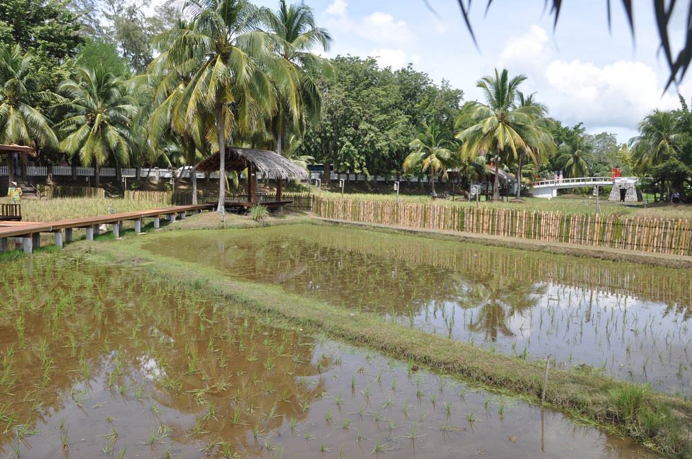 Rice Field, Langkawi