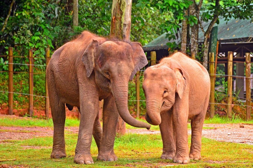 Lok Kawi Wildlife Park