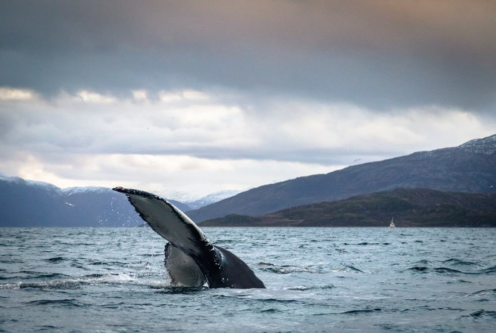 Humpback Whale, Safaris