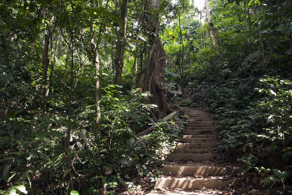 Cuc Phuong Jungle Path