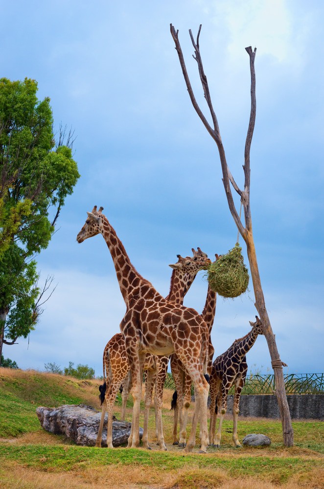 Africam Safari