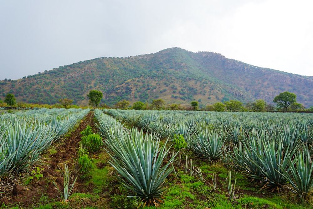 agave landscape