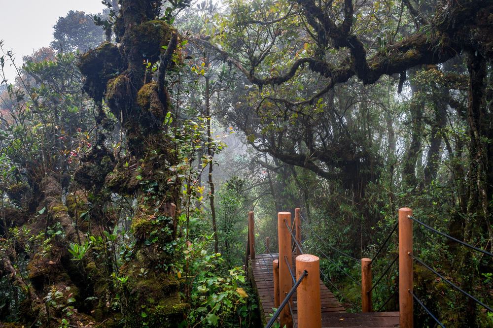 Mossy Forest, Cameron Highlands