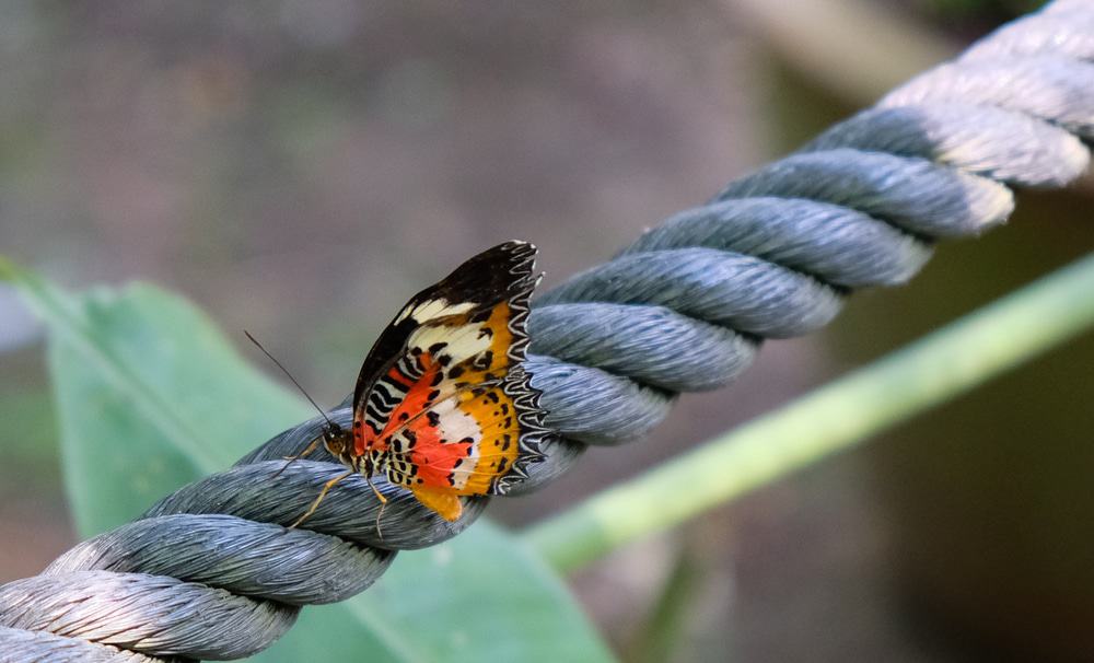 Malacca Butterfly Farm