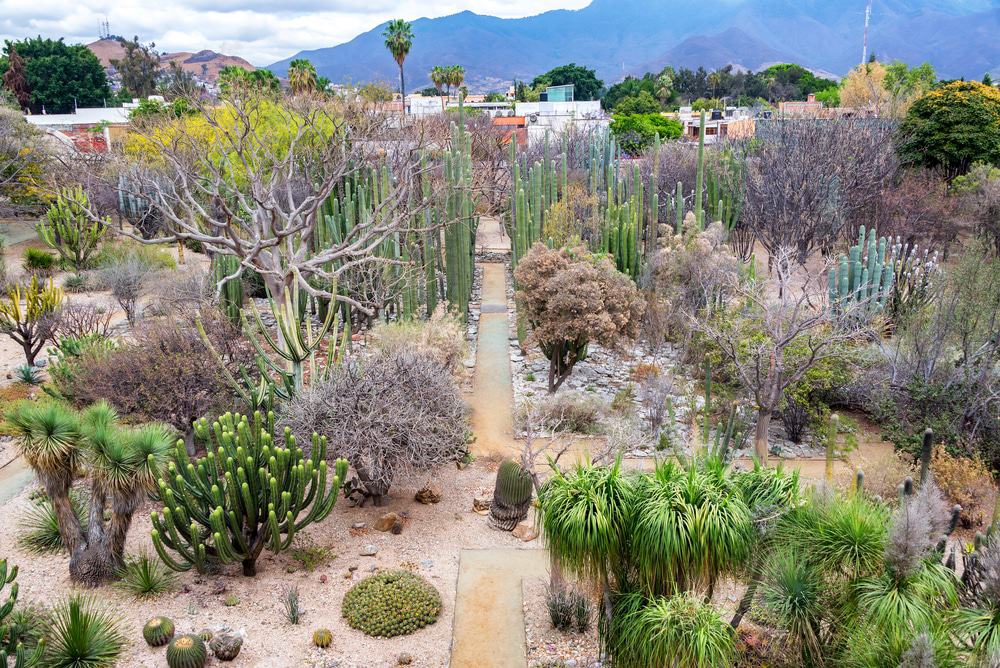Jardín Etnobotánico
