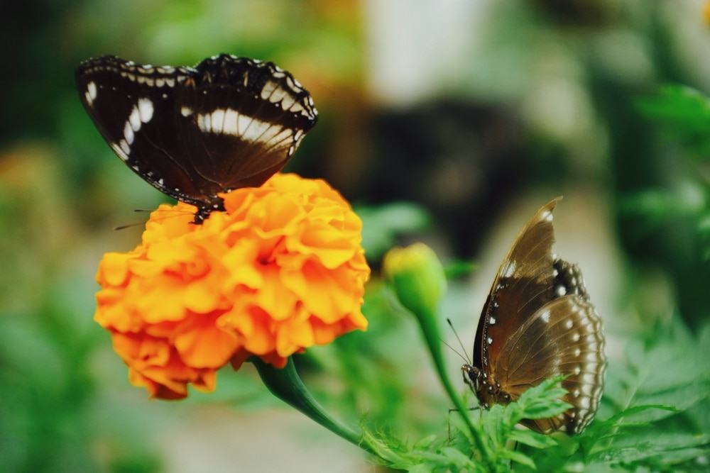 Butterfly Farm, Cameron Highlands