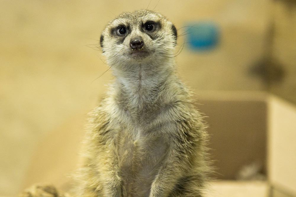 Assiniboine Park and Zoo