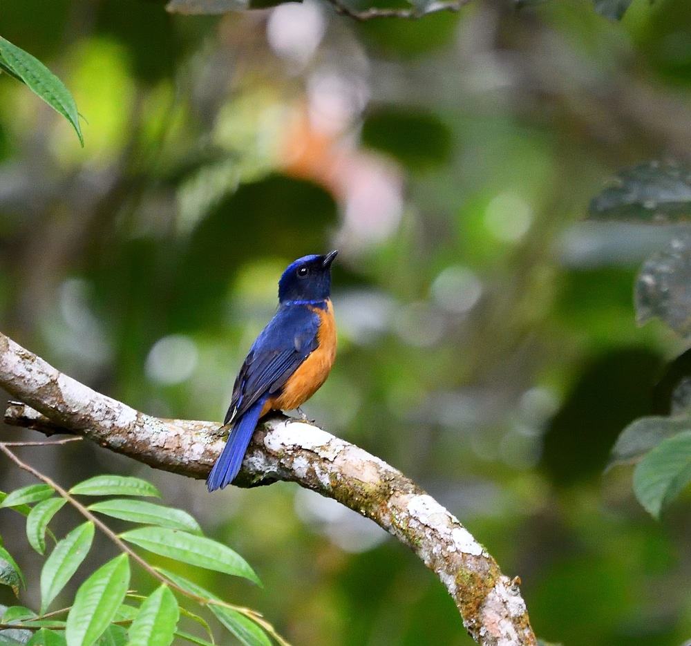 Bird Watching, Cameron Higlands