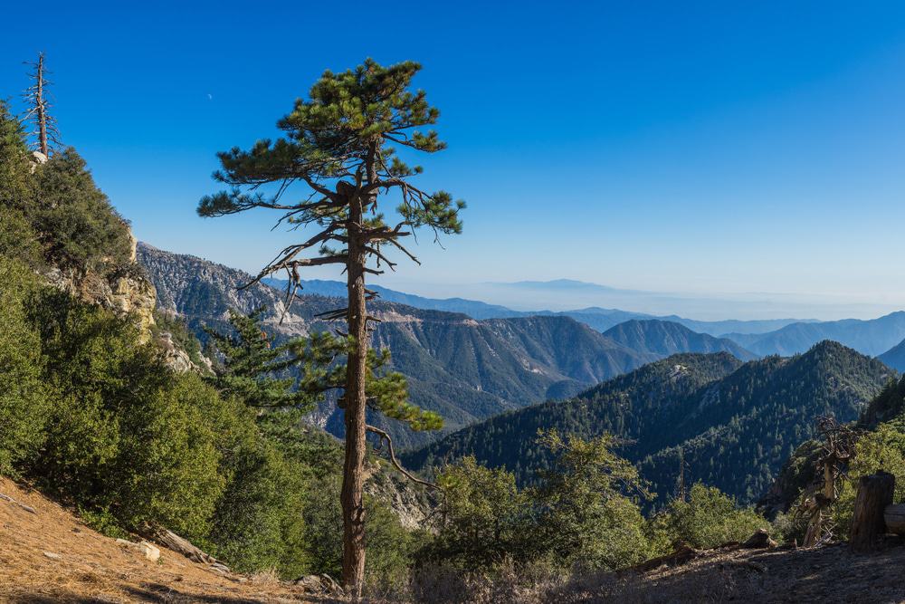 Angeles National Forest
