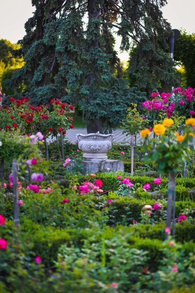 Roses Park, Timisoara