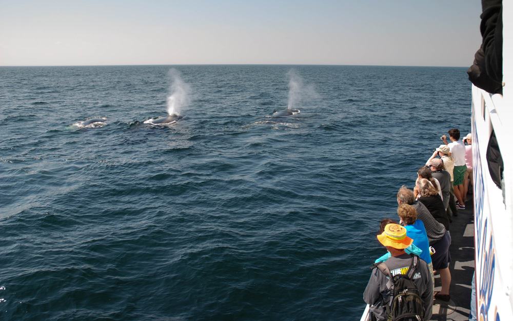 Stellwagen Bank National Marine Sanctuary