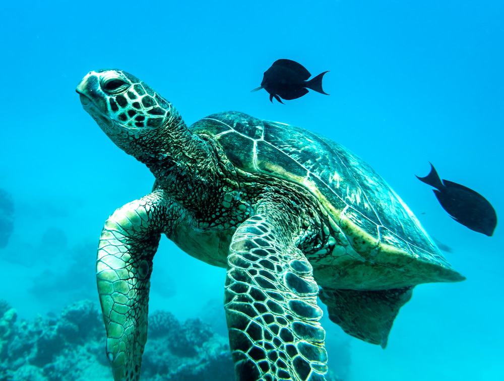 Honolulu Snorkelling