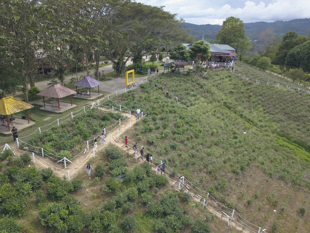 Sabah Tea Garden, Kota Kinabalu
