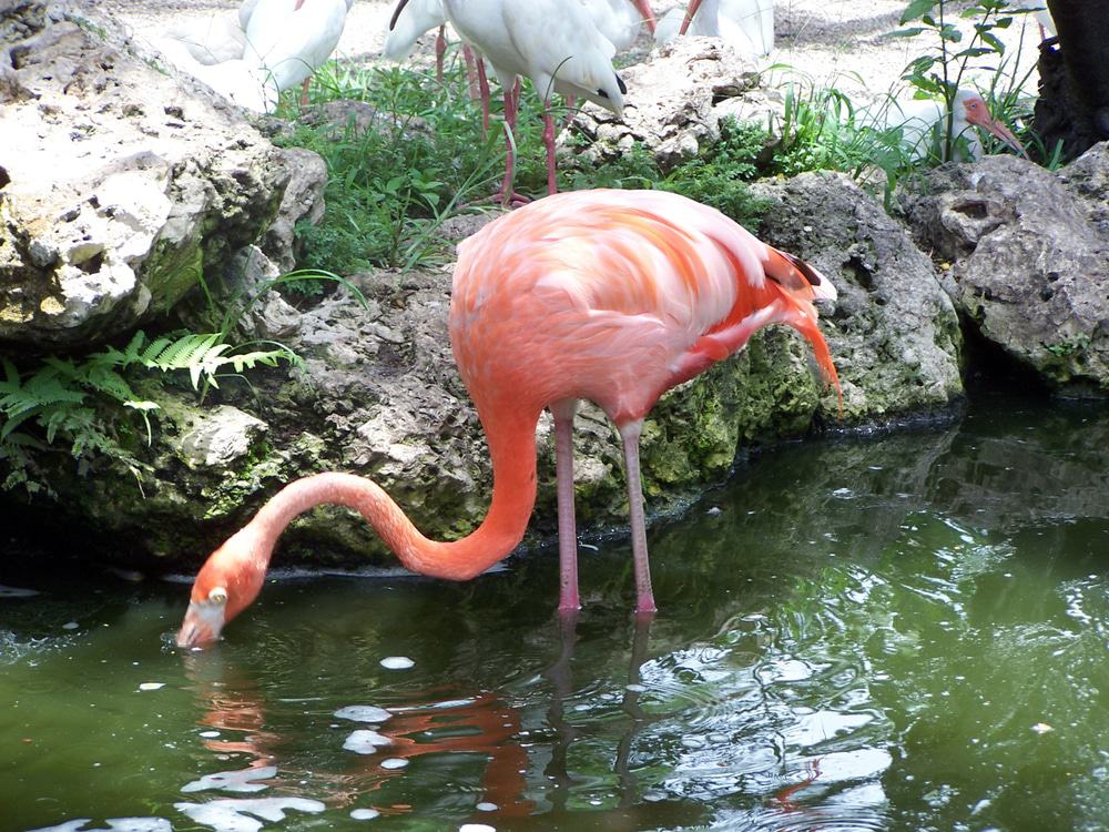 The Flamingo Gardens