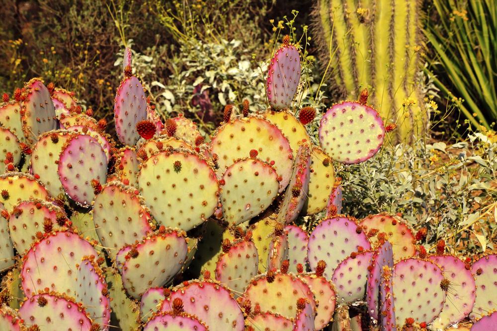 Desert Botanical Garden, Papago Park