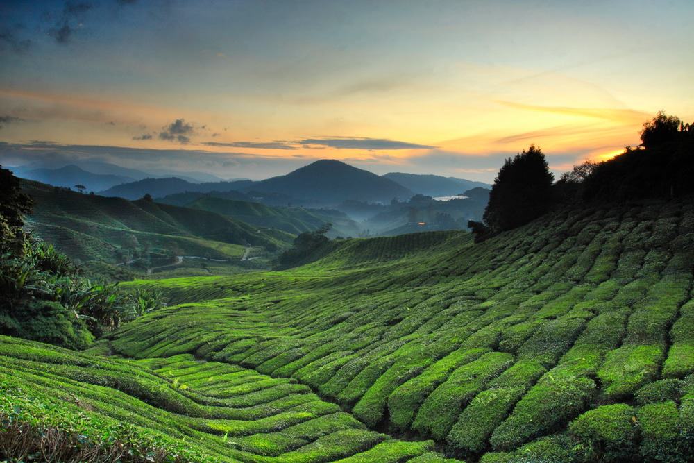 Boh Tea Plantation
