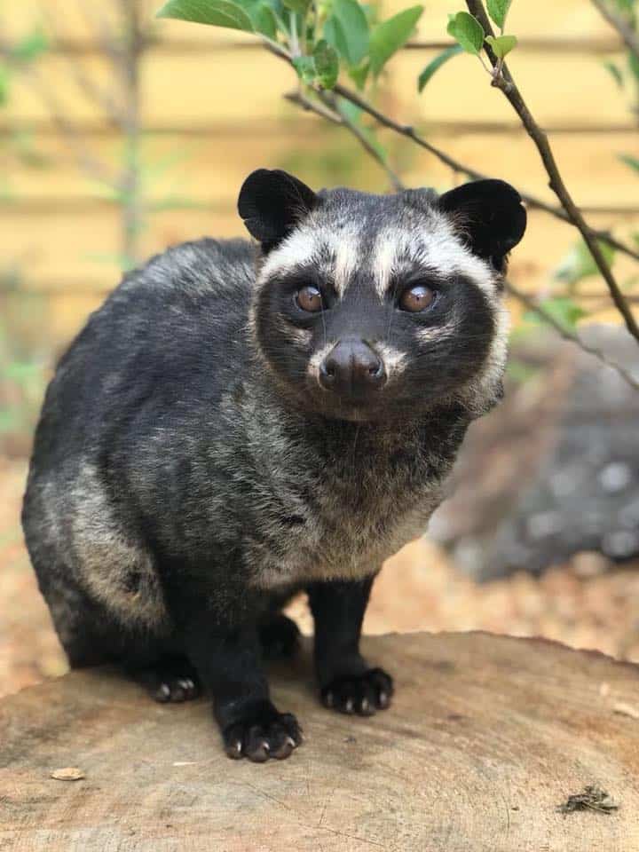 Exotic Zoo
