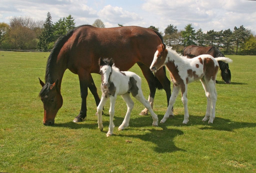 Hillside Shire Horse Sanctuary