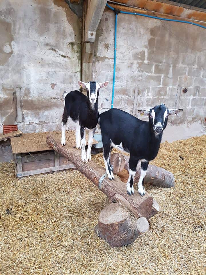 Lakeland Maze Farm Park