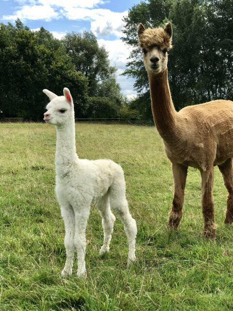 Manor Farm Park And Woodlands