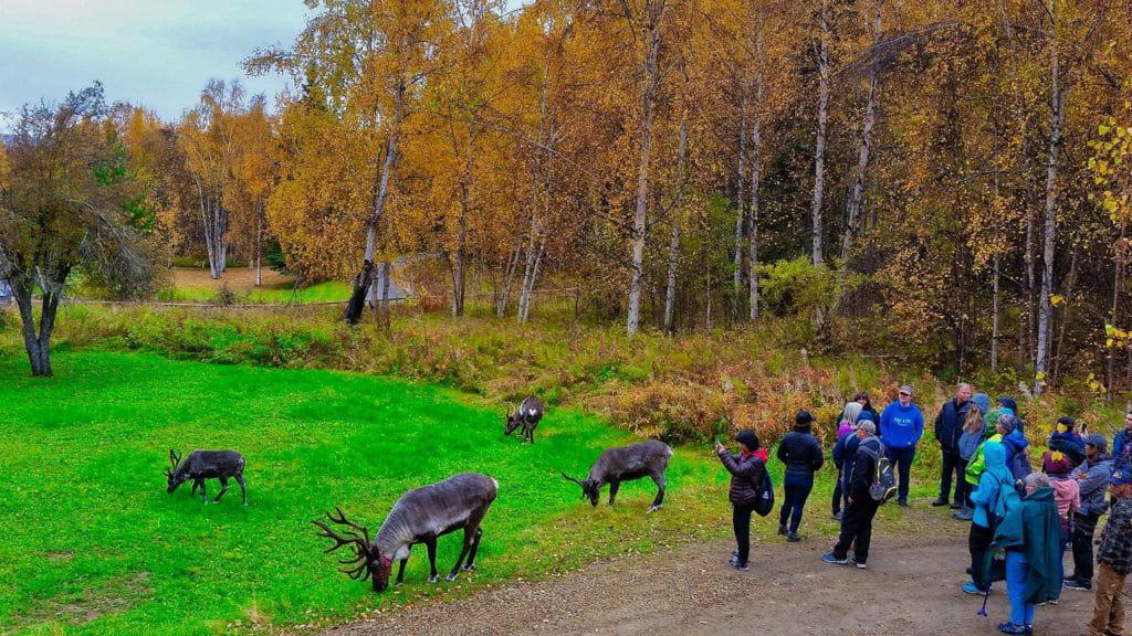Running Reindeer Ranch