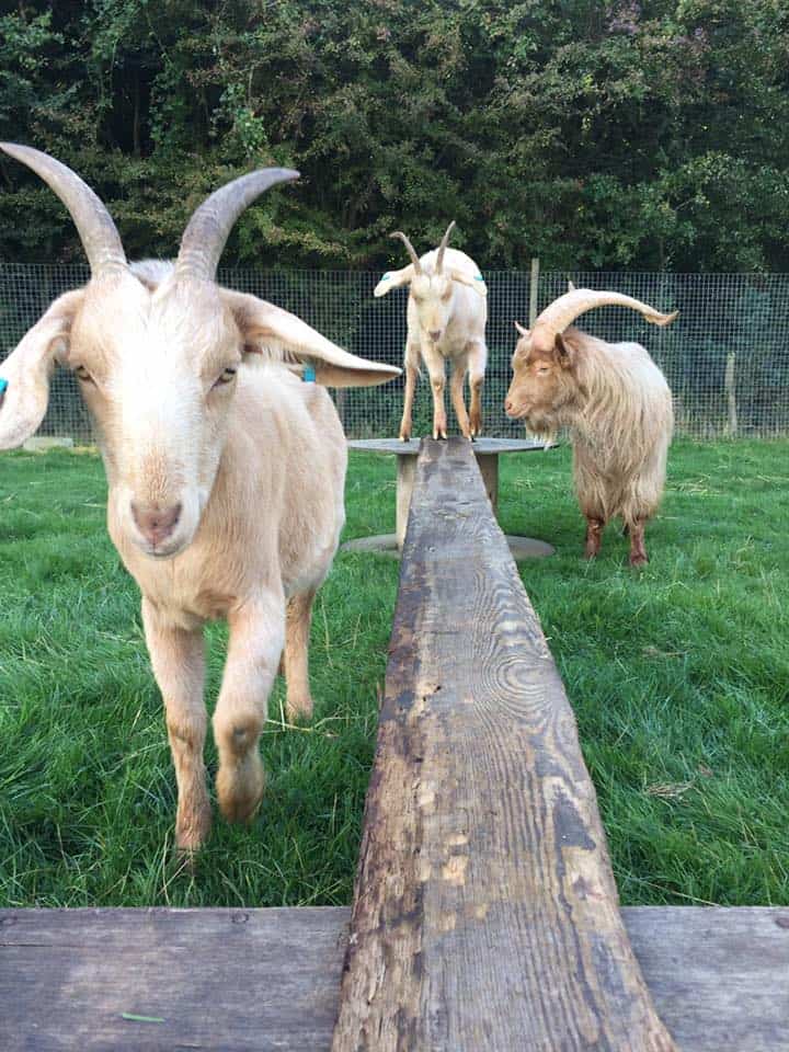 Thrift Farm