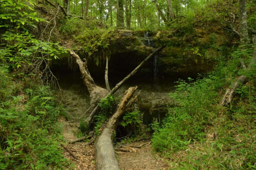 Weeping Ridge Trail, Torreya State Park