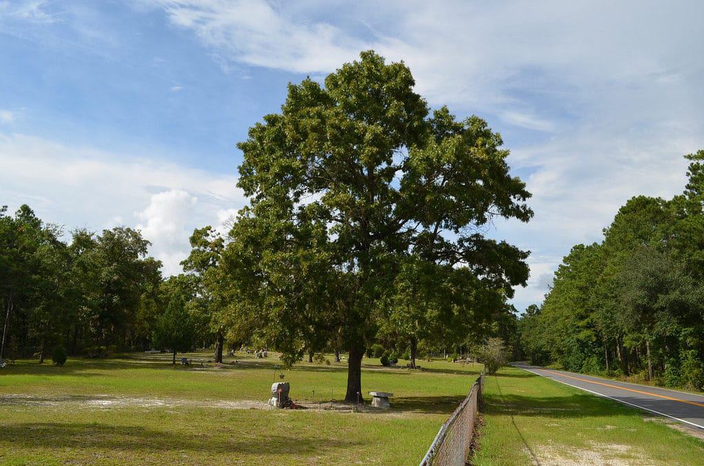 Francis Marion National Forest